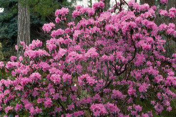 Obraz premium Rhododendron, rhododendron Praecox