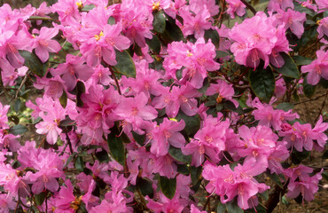 Fototapeta premium Rhododendron, rhododendron Praecox