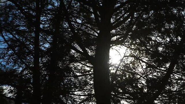 Rayos de sol atravesando entre ramas 