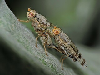 Tephritis cf. postica