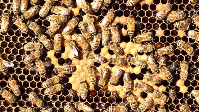 Beautiful honeycombs with nectar and larvae of future bees.