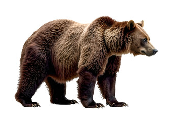 Fototapeta premium brown bear isolated