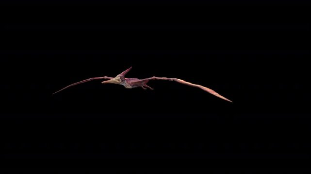 Pteranodon Fly Loop 3D Video Animation