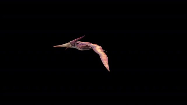 Pteranodon Fly Loop 3D Video Animation