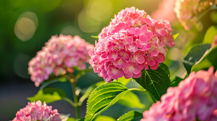 Fototapeta premium Pink hydrangea flowers bathed in sunlight, featuring modern cone-shaped flower heads (Hydrangea paniculata)