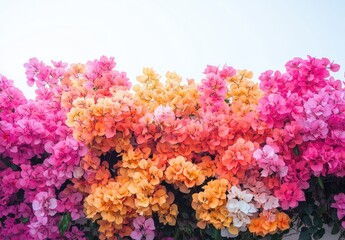Obraz premium Vibrant Display of Bougainvillea Flowers in Bloom with Rich Shades of Pink, Orange, and White Against a Clear Sky Background for Nature Lovers