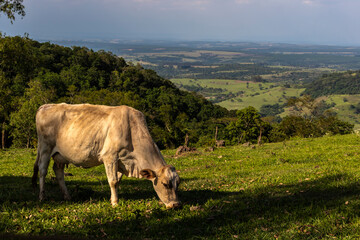 Zebu Nellore cow in the pasture area of a beef cattle farm in Brazil