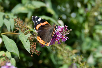 Red admiral butterfly (Vanessa Atalanta) perched on summer lilac in Zurich, Switzerland