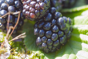 A close-up of juicy blackberries with a vibrant texture and dew drops, giving a feeling of...