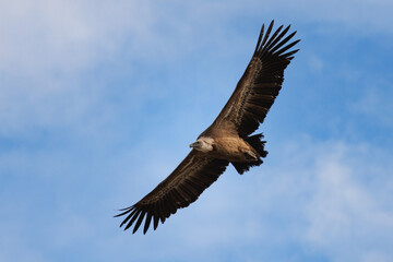 Buitre leonado gyps fulvus volando con fondo de cielo con nubes, Alcoy, España