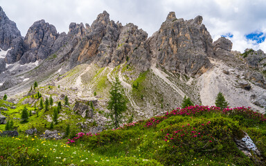 Beautiful panoramic view of the Dolomite Alps. Rocky peaks, blooming flowers, coniferous trees. Dolomite Alps. Italy.