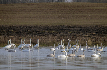 A large flock of swans swims and sits on the shore of a small lake in the middle of fields. Whooper swan (Cygnus cygnus).