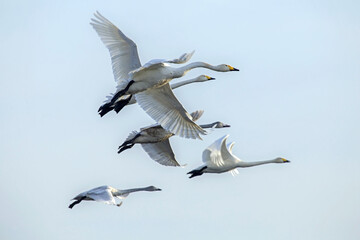 Obraz premium A group of swans is flying across the sky. Whooper swan or common swan (Cygnus cygnus).