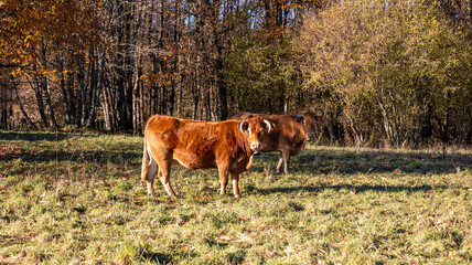 Vache limousine