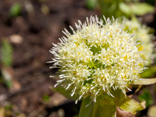 Blooming flowers in alpine meadows under a bright sky, creating a picturesque and atmospheric...