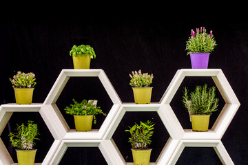 Stylish Hexagonal Shelves with Potted Plants for Home Deco