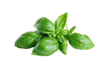 Fototapeta premium A bunch of fresh green basil leaves isolated on transparent