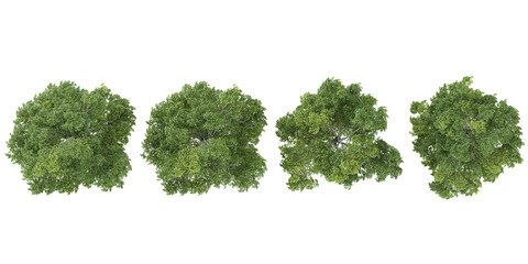 Obraz premium 3d rendering of Ulmus plants on transparent background from top view
