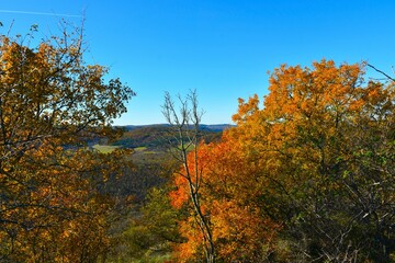 Orange and yellow autumn foliage of a maple (Acer monspessulanum) tree