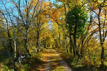 Obraz premium Gravel road leading through a deciduous, broadleaf forest in orange and yellow autumn colors