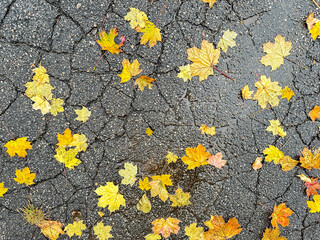 Autumn leaves scattered on cracked asphalt, creating a vibrant seasonal mosaic