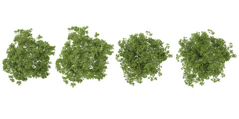 Obraz premium Collection of Quercus plants on transparent background from the top view