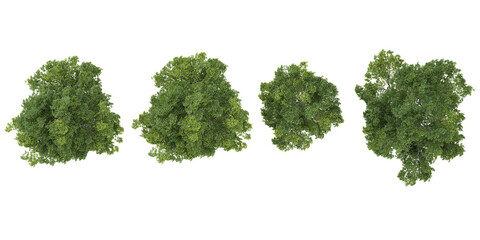 Fototapeta premium collection of Ulmus plants isolated on white background from top view