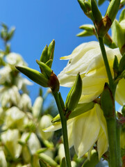 blooming white magnolia in spring