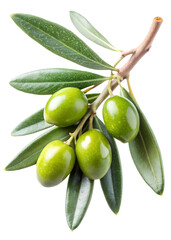 Fresh Green Olives on Twig Isolated on White Transparent Background, PNG Element