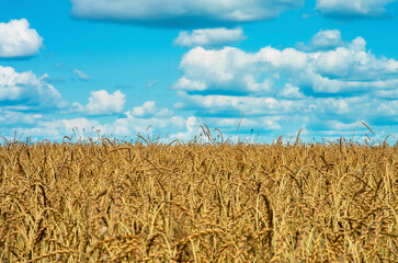 field with wheat ears, against the blue sky