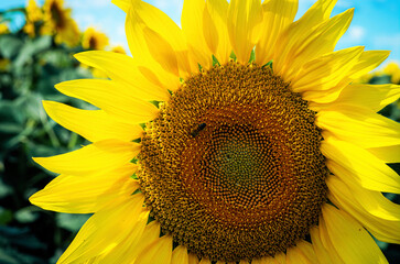 blooming sunflower close-up and bee collecting nectar