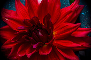red dahlia flower