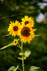 sunflower in the garden