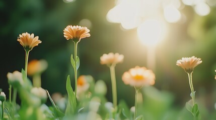 Gentle sunlight illuminates vibrant orange flowers in a lush garden during a tranquil afternoon