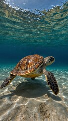 Obraz premium Ocean beauty with a graceful sea turtle.