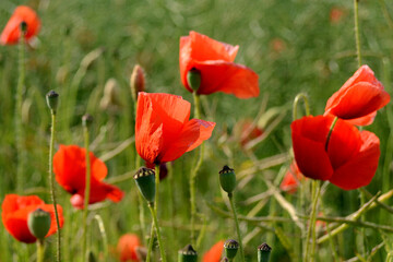 Fototapeta premium Beautiful poppies bloom in the meadow