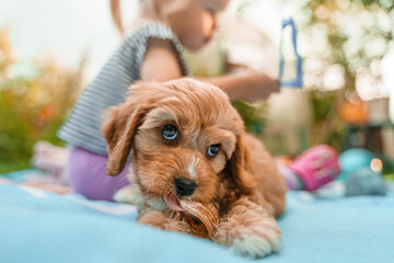 A puppy of a Cavapoo or Cockapoo breed dog on a walk chews a snack or a toy in the summer garden....