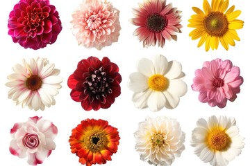 Various flowers in red  pink  yellow  white colors on white background.