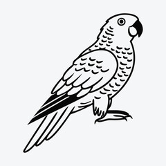 Obraz premium African Grey Parrot line art White background illustration Generative Ai