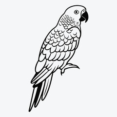 Fototapeta premium African Grey Parrot line art White background illustration Generative Ai