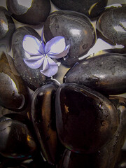 zen stones and flower