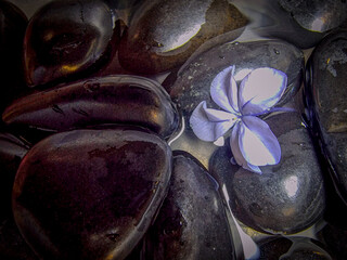 eggplants in the garden