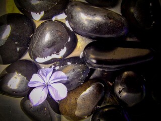 Flower and stone zen