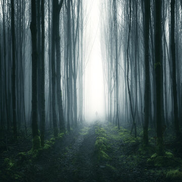 Distant silhouette of a person standing in a forest between the trees, Cootehill, County Cavan, Ireland