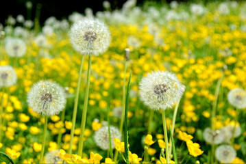 Dandelion flowers growing in the field