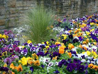 Pansies in the park "Planten un Blomen" in Hamburg (Schleswig-Holstein, Germany)