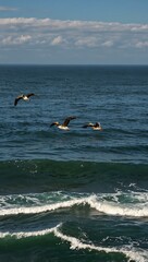 Pelicans flying over the ocean.