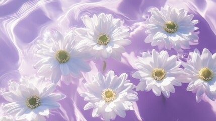 Fototapeta premium White flowers floating on pastel purple water with sun reflections, a flat lay for spring or spa themes. 