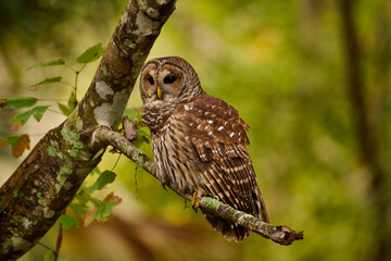 Barred owl sitting on a perch 