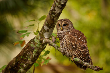 Obraz premium Barred owl sitting on a perch 